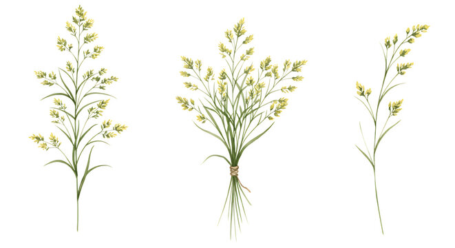 Illustration of three watercolor illustrations of wild grass stalks with yellow flowers, isolated on transparent background