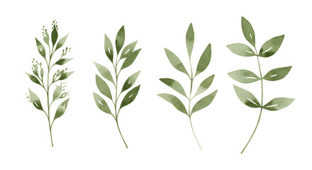Obraz premium Illustration of set of four watercolor green branches with leaves isolated on transparent background, elegant botanical illustration