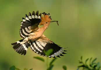 Eurasian hoopoe bird in early morning light ( Upupa epops )