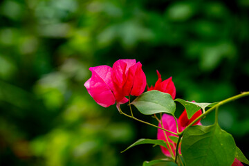 Bougainvillea glabra, the lesser bougainvillea or paperflower, is the most common species of bougainvillea used for bonsai. The epithet 'glabra' comes from Latin and means 