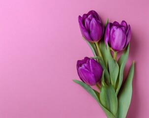 Three deep purple tulips on a soft pink background