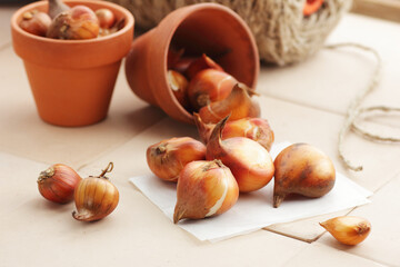 Tulip bulbs on clay pot, gardening and farming concept, closeup, copy space