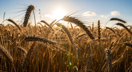 Golden wheat field basking in sunlight, portraying summer harvest beauty