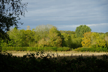 Autumn trees and hedgerows in Clumber Park, Nottinghamshire, England: a tranquil countryside scene
