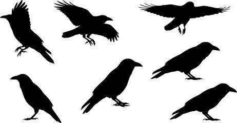 Naklejka premium Set of black crow or raven bird silhouette. Vector illustration isolated on white background. 