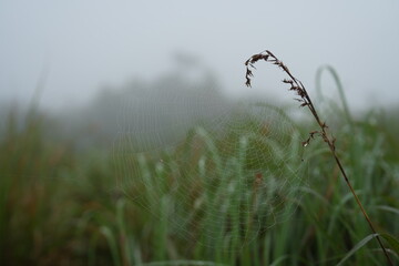 dry grass in the morning