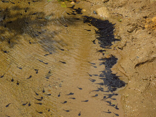 Lots of Tadpoles Gathering in a Pond