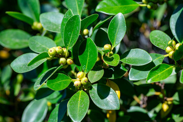 Ficus microcarpa, also known as Chinese banyan, Hill's weeping fig, small-fruited fig, Malayan banyan, Indian laurel, or curtain fig, is a species of banyan tree in the family Moraceae.