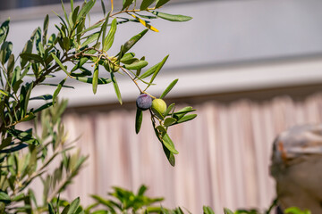 The olive is a species of subtropical evergreen tree in the family Oleaceae. Originating in Asia...