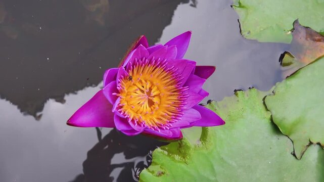 Colorful water lilies (Nymphaea nouchali) (star lotus, Nil Manel) in decorative ponds in Vietnam