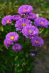 Obraz premium Lilac Asters flowers close up. Violet Aster flowers in the garden. China aster in autumn garden.