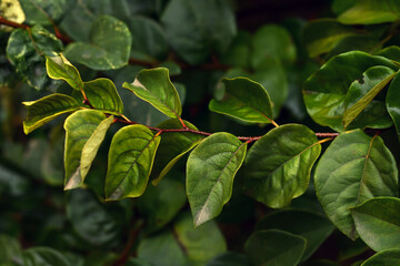 Green leaves with raindrops. Fresh green wet leaves branch. Green tropical background.