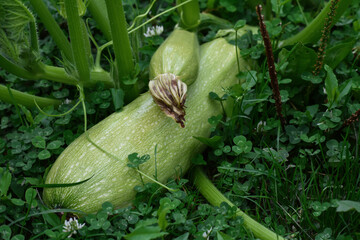 Obraz premium Green Zucchini vegetable plant in the garden. Harvest concept. Fresh vegetables for good health. ingredients for cooking.