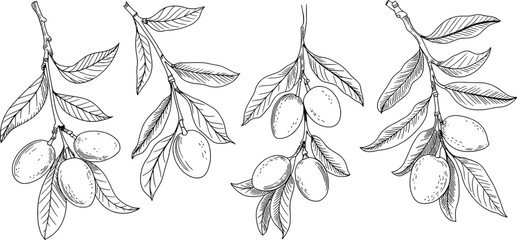 Black and white botanical line drawing of fruit branches vector