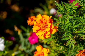 Tagetes erecta, the Aztec marigold, Mexican marigold, big marigold, cempaxochitl or cempasúchil, is a species of flowering plant in the genus Tagetes native to Mexico and Guatemala. Despite being nati