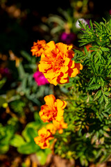 Tagetes erecta, the Aztec marigold, Mexican marigold, big marigold, cempaxochitl or cempasúchil, is a species of flowering plant in the genus Tagetes native to Mexico and Guatemala. Despite being nati