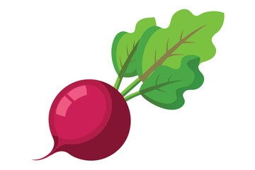 Fresh raw beet with healthy green leaves is displayed on a bright white backdrop