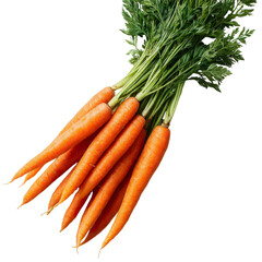 A healthy bunch of fresh organic carrots with green leaves isolated on a white background