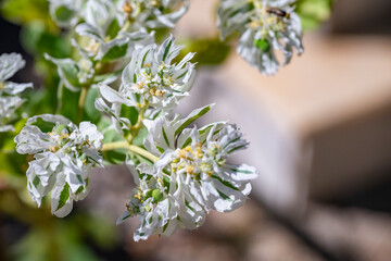 Euphorbia marginata is a small annual in the spurge family. It is native to parts of temperate North America, from Eastern Canada to the Southwestern United States. It is naturalized throughout much