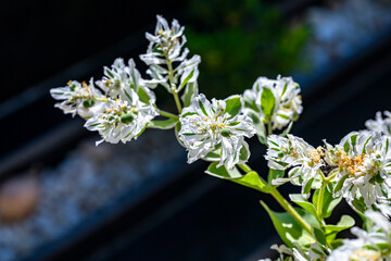 Euphorbia marginata is a small annual in the spurge family. It is native to parts of temperate North America, from Eastern Canada to the Southwestern United States. It is naturalized throughout much