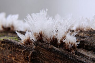 Frost crystals on weathered wood