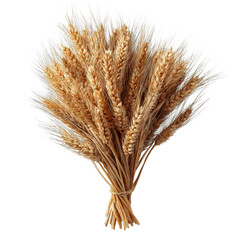 Isolated golden ears of ripe wheat, a symbol of agriculture.