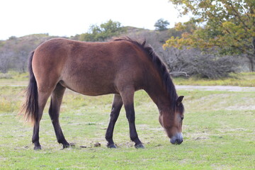 Wild horses peacefully grazing in a meadow. Wildlife in the reserve in autumn. © Vitalinka