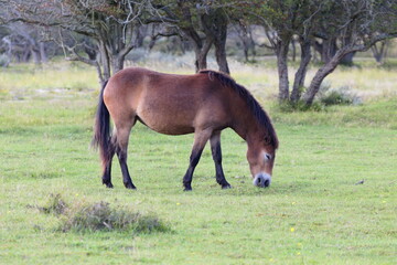 Wild horses peacefully grazing in a meadow. Wildlife in the reserve in autumn. © Vitalinka