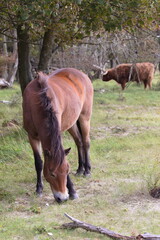 Wild horses peacefully grazing in a meadow. Wildlife in the reserve in autumn.