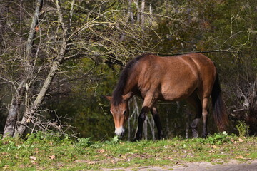Wild horses peacefully grazing in a meadow. Wildlife in the reserve in autumn.