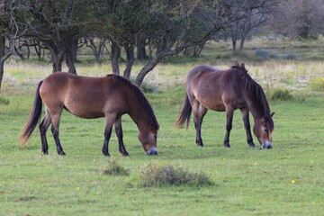 Wild horses peacefully grazing in a meadow. Wildlife in the reserve in autumn. © Vitalinka