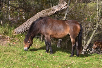 Wild horses peacefully grazing in a meadow. Wildlife in the reserve in autumn. © Vitalinka