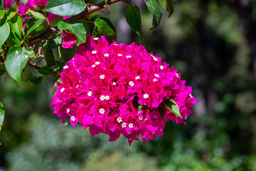 Bougainvillea glabra, the lesser bougainvillea or paperflower, is the most common species of...