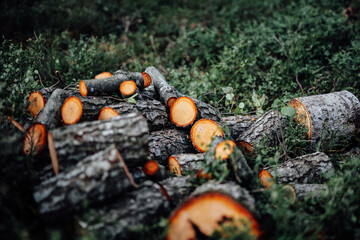 chopped wood in forest 