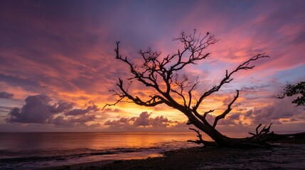Dramatic sunset over beach with lone, silhouetted tree