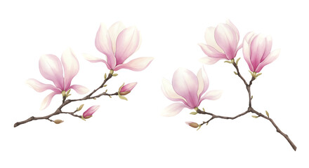 Obraz premium Illustration of artistic watercolor painting of pink magnolia flowers and buds on branches, isolated on transparent background