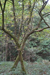 Two Oak Trees Growing Together in Clumber Park, Nottinghamshire, England: A Serene Nature Scene