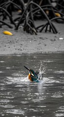 Kingfisher Splashes in Mangrove Waters A Vibrant Moment in Nature's Realm