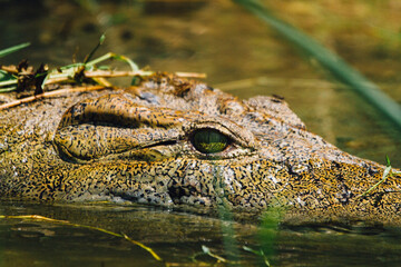 Fototapeta premium close up of a crocodile