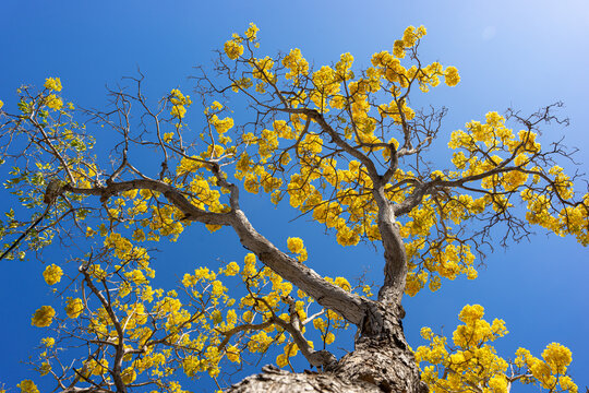 Yellow flower of spring tree falling down, tabebuia donnel smithii, Primavera tree, yellow flower tree, Roseodendron donnel smithii, Cortez Blanco tree, amapa prieta, Tabebuia chrysantha.