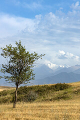 Obraz premium Autumn natural landscape. Yellow grass, alone tree, snowy mountains. Cloudy sky.