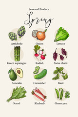 Vector poster with colorful hand drawn illustrations of seasonal spring produce: artichoke, onion, lettuce, green asparagus, radish, swiss chard, avocado, cucumber, basil, sorrel, rhubarb