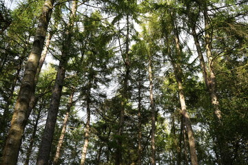 Looking Up at Tall Pine Trees in Clumber Park, Nottinghamshire, England: A Serene Woodland Nature Scene