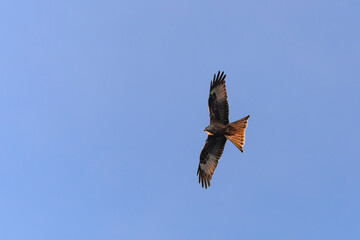 Red Kite soaring against blue sky with spread wings, visible forked tail and golden sunlight on feathers.