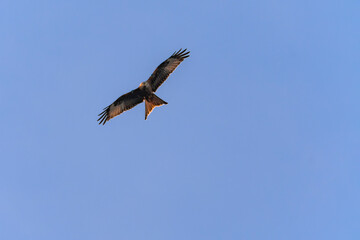 Red Kite soaring against blue sky with spread wings, visible forked tail and golden sunlight on feathers.