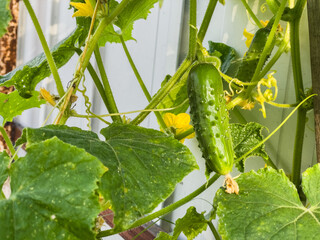 Fresh cucumbers grow among vibrant green leaves.