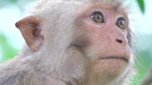 Macaques were introduced to Vietnam and settled near cities begging for food from people.