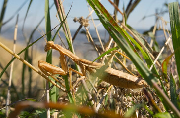 Close-up of praying mantis in the grass on the outskirts of Tbilisi, Georgia