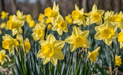 Obraz premium A beautiful of bright yellow daffodils, known for their iconic trumpet-shaped blooms. Perfect for spring, nature and botanical-themed projects.