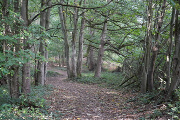 Woodland Path through Clumber Park, Nottinghamshire, England: A Scenic Countryside Walk